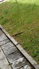 Varanus