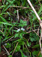 Sanicula petagnioides