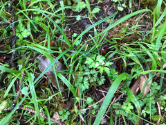 Sanicula petagnioides