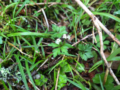 Sanicula petagnioides