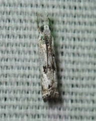 Microcrambus minor