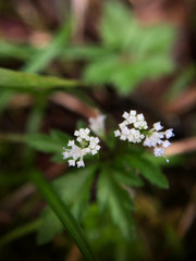 Sanicula petagnioides