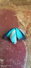 Pseudolycaena damo