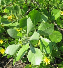 Osteospermum moniliferum