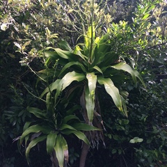 Dracaena aletriformis