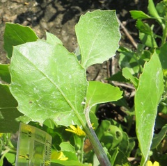 Osteospermum moniliferum