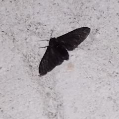 Biston betularia