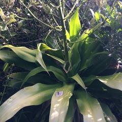 Dracaena aletriformis