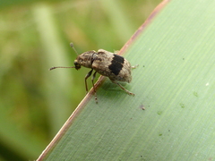 Cacephatus vates