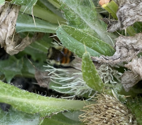 iNaturalist observation photo of Great Basin Bumble Bee