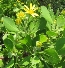 Osteospermum moniliferum