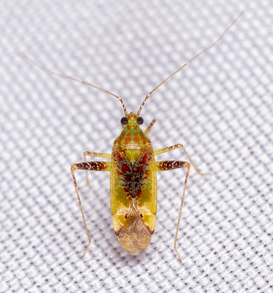 Phytocoris tibialis