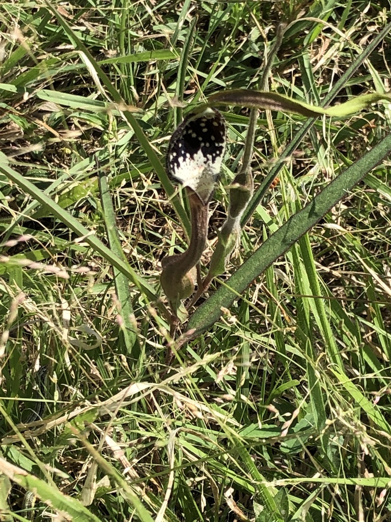 Swanflower from Lewis Ranch Rd, New Braunfels, TX, US on July 19, 2021