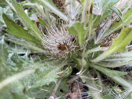 iNaturalist observation photo of Nemognatha
