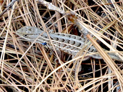 Sceloporus scalaris