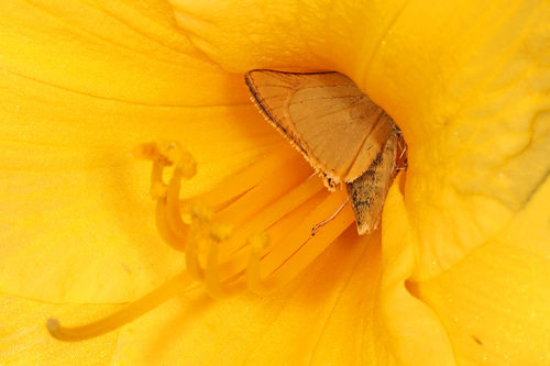 Delaware Skipper photo 5