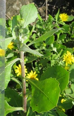 Osteospermum moniliferum