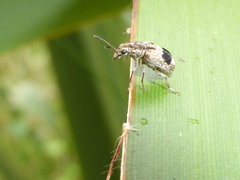 Cacephatus vates
