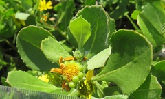 Osteospermum moniliferum