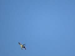 Psittacula krameri krameri