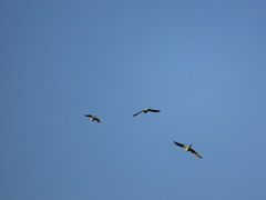 Psittacula krameri krameri