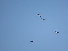 Psittacula krameri krameri