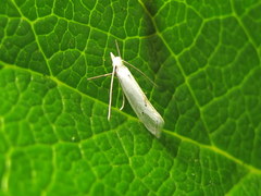 Eucalantica polita