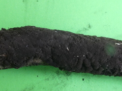 Hormiscium ericae