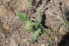 Erodium hoefftianum