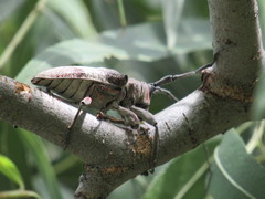 Lochmaeocles marmoratus