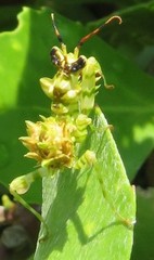 Pseudocreobotra wahlbergi