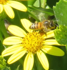 Apis mellifera scutellata