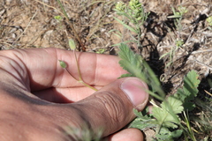 Erodium hoefftianum