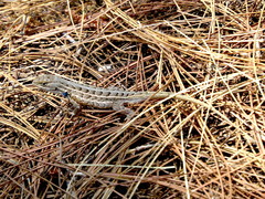 Sceloporus scalaris