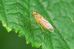 Xanthochlorus tenellus