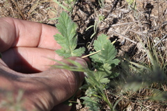 Erodium hoefftianum