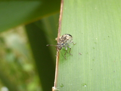 Cacephatus vates
