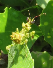 Pseudocreobotra wahlbergi