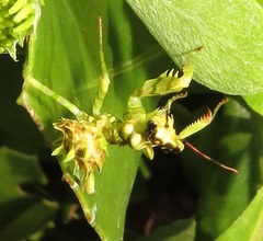 Pseudocreobotra wahlbergi