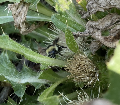 iNaturalist observation photo of Pyrobombus