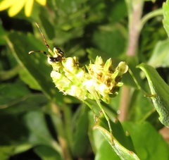 Pseudocreobotra wahlbergi