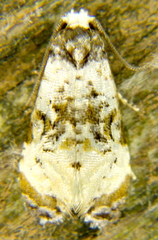 Phalonidia memoranda