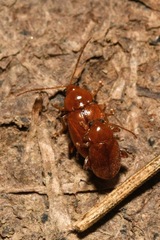 Neocrepidodera ferruginea