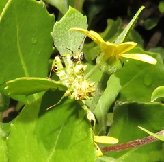 Pseudocreobotra wahlbergi