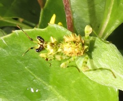 Pseudocreobotra wahlbergi