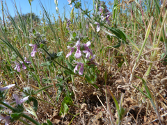 Stachys sericea