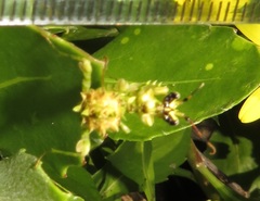 Pseudocreobotra wahlbergi