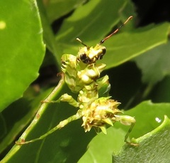 Pseudocreobotra wahlbergi