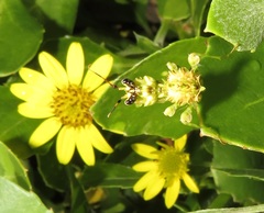 Pseudocreobotra wahlbergi