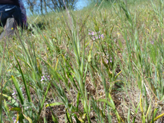 Bromus berteroanus